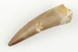 1.7" Fossil Plesiosaur (Zarafasaura) Tooth - Morocco - #196711-1